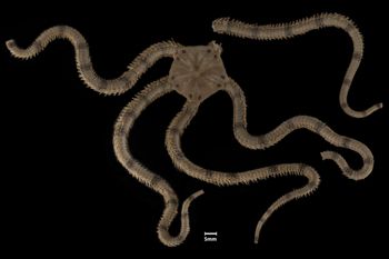Media type: image;   Invertebrate Zoology OPH-148 Description: Top down view of single ophiuroid specimen with a scale bar.;  Aspect: dorsal